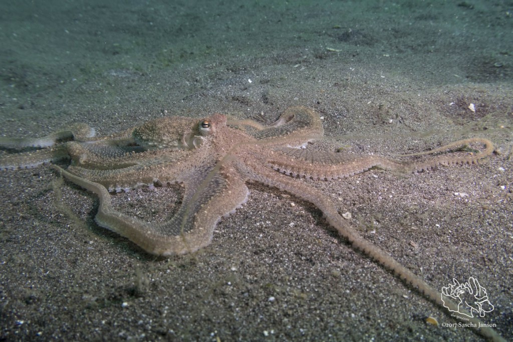 Longarm Octopus (Abdopus sp.) in the Lembeh Strait