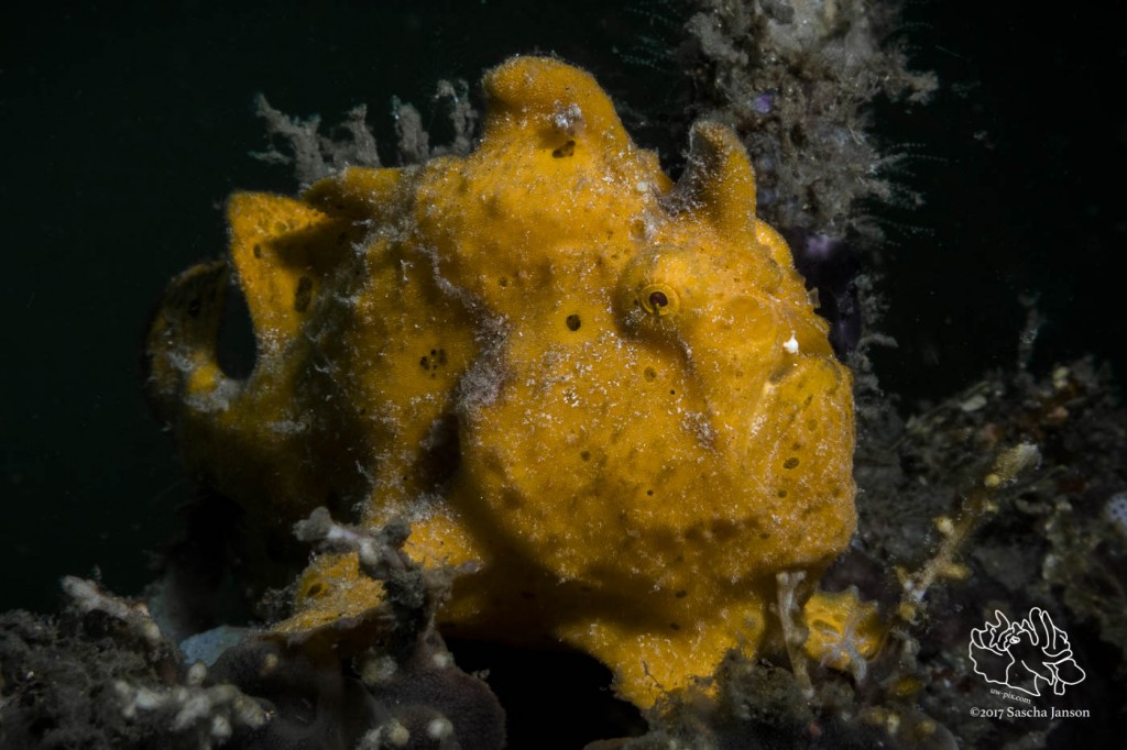 Painted Frogfish (Antennarius pictus) in the Lembeh Strait