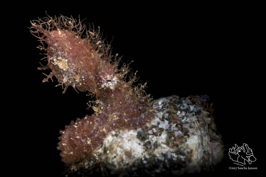 Undescribed Hairy Octopus (Octopus sp.) in the Lembeh Strait