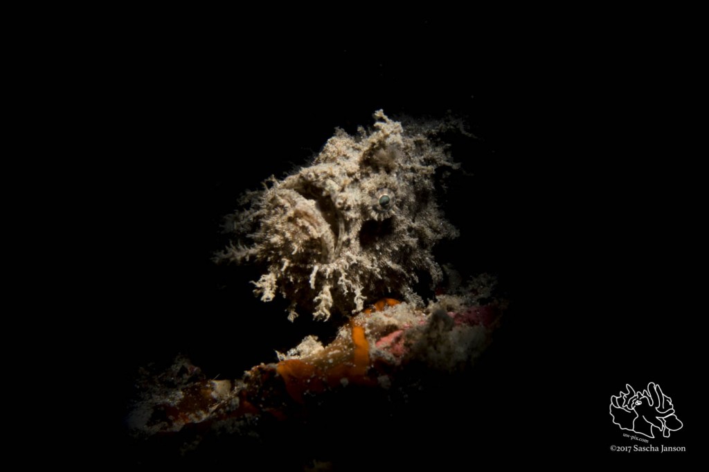 Ocellated frogfish (Antennarius ocellatus) in the Lembeh Strait