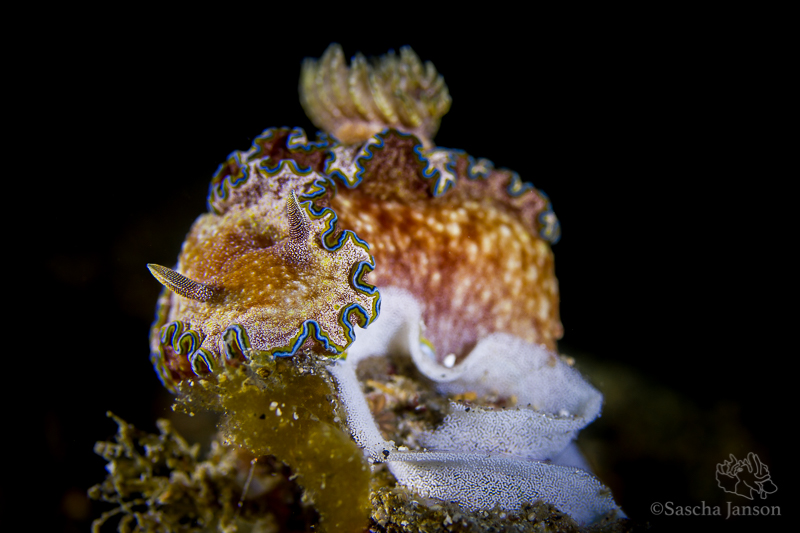 Tips for photographing nudibranchs