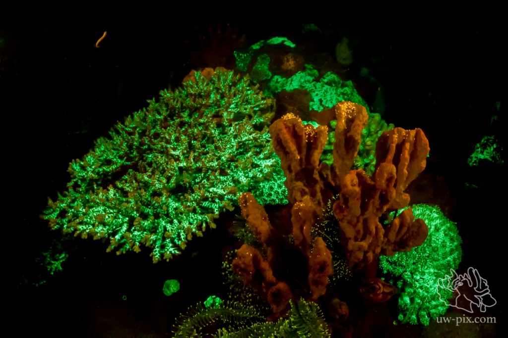 Tips For Underwater Photographers - Fluorescent Photography