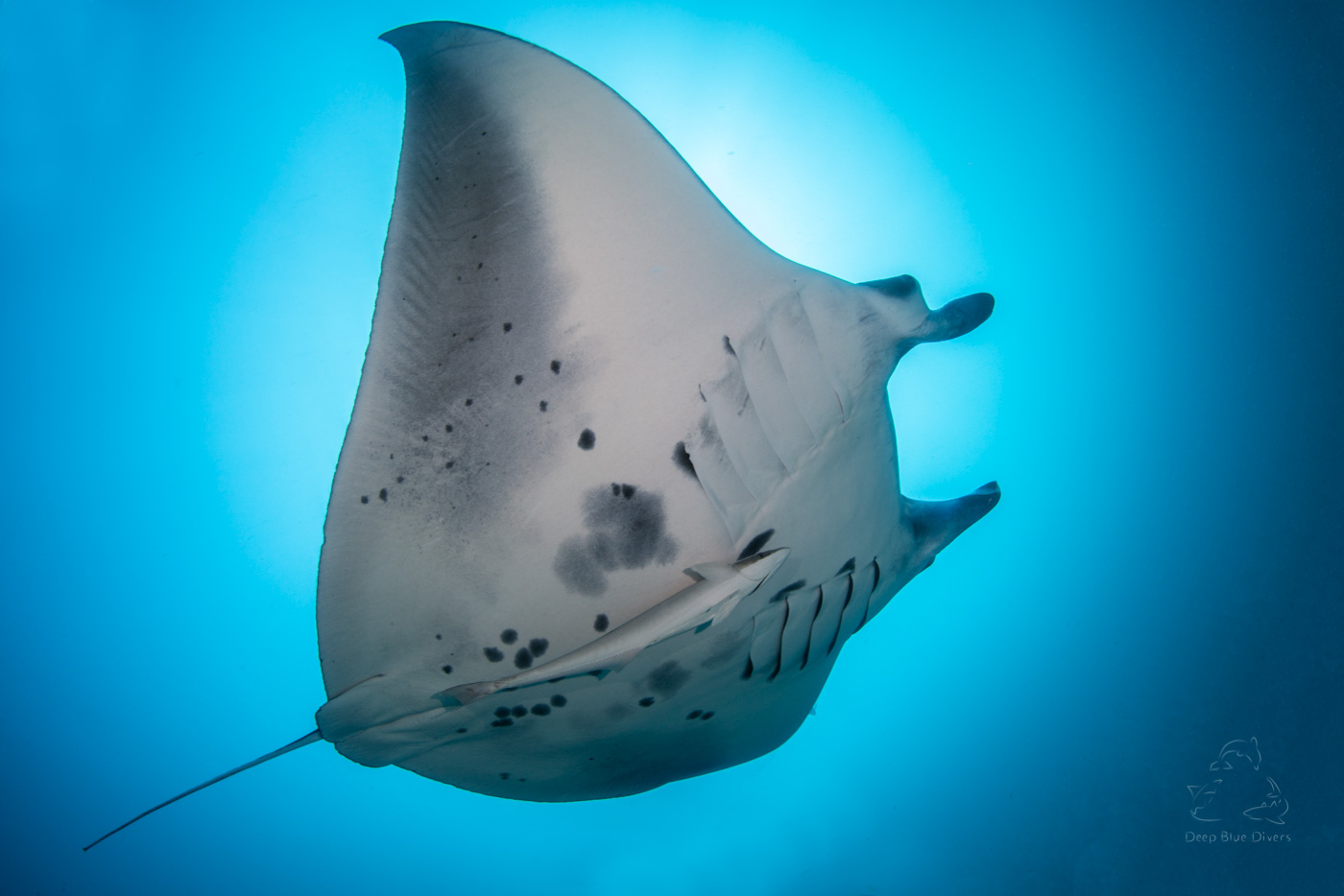 Diving with Laamu’s Manta Rays | uw-pix.com